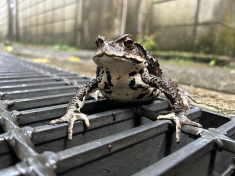 アズマヒキガエル