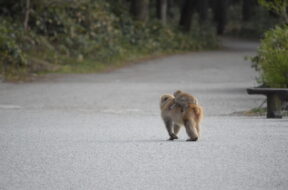 【上高地コラム】上高地で生きる動物たち