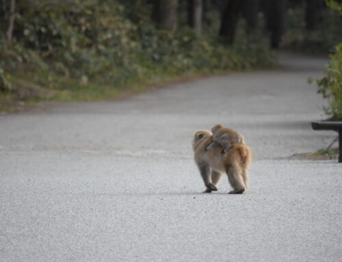 【上高地コラム】上高地で生きる動物たち