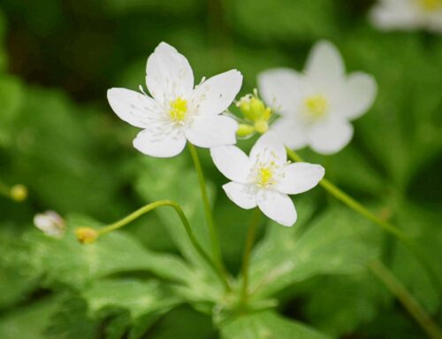 【上高地コラム】四季を彩る花々