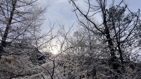 上高地・田代湿原の樹霜