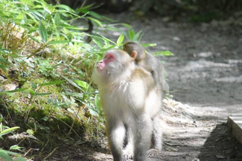 遊歩道を歩くサルの親子