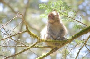 上高地のサルは変わり者？遭遇した時の対処法とは