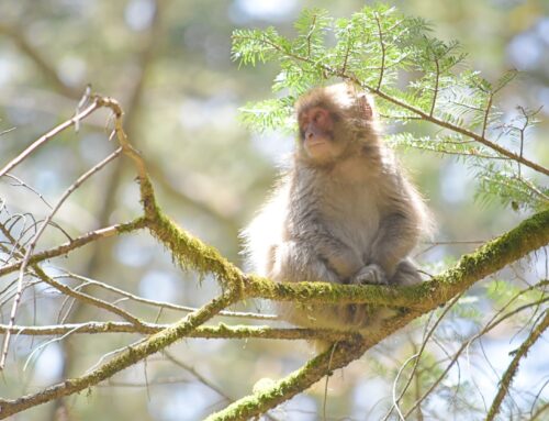 上高地のサルは変わり者？遭遇した時の対処法とは