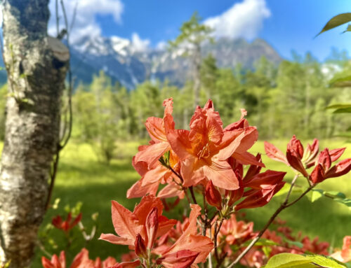 【上高地の花と樹木】対面&YouTube配信で講習会を開催します！