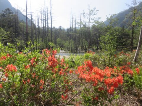 上高地・岳沢湿原とレンゲツツジ