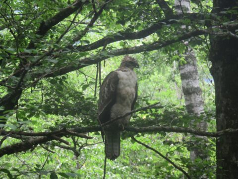 上高地のクマタカ幼鳥