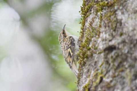 キバシリ(木走)