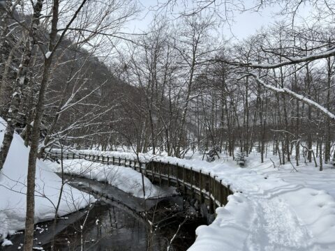 大正池近くの遊歩道。積雪の高さが柵を越えていました。