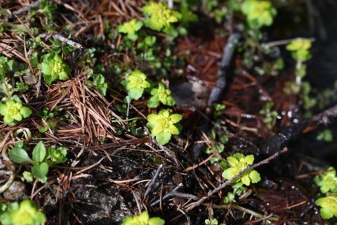 上高地で見られるネコノメソウ