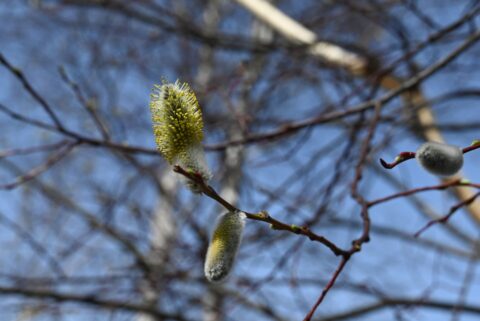 上高地で見られるエゾヤナギの花