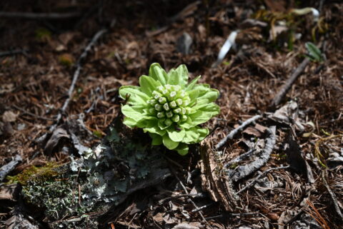 上高地で見られるフキノトウ