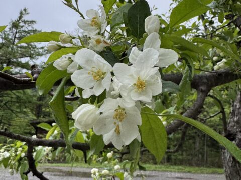 上高地で咲いている小梨