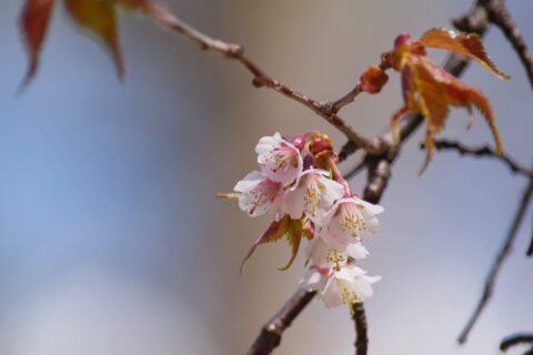 タカネザクラ(高嶺桜)