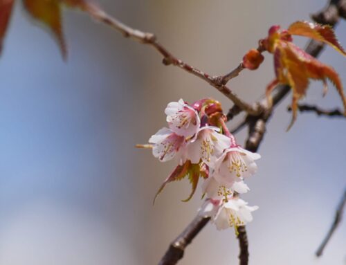 上高地の花の見頃はいつ？季節ごとに咲く花を紹介【講習会さきどり】