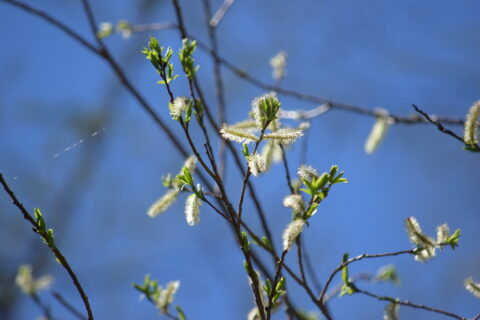 エゾヤナギ(蝦夷柳)の雌花