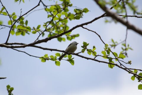 ハンノキの葉とコガラ(小雀)