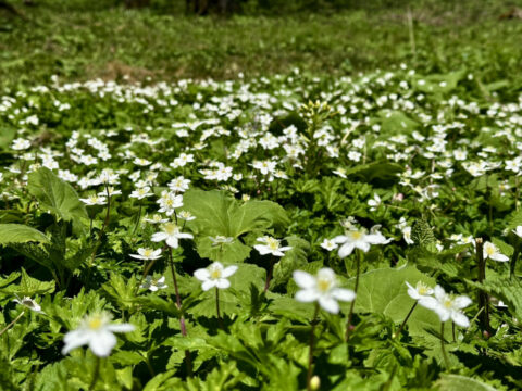 明神地区のニリンソウ群生(5月13日)