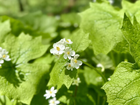 サンカヨウの花（2025年5月20日撮影）