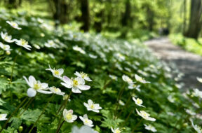 見頃は今！上高地にニリンソウの大群生＆サンカヨウも開花中！【2025年最新】