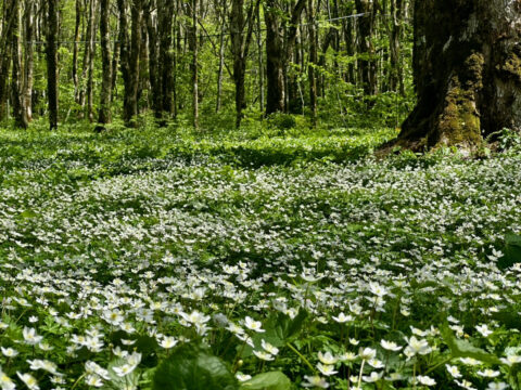 上高地・満開のニリンソウ