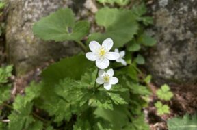【春だけの絶景！】2025上高地ニリンソウ開花状況をお知らせします【5月16日更新】
