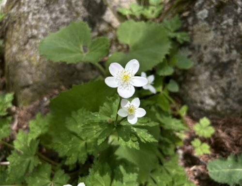 【春だけの絶景！】2025上高地ニリンソウ開花状況をお知らせします【5月16日更新】