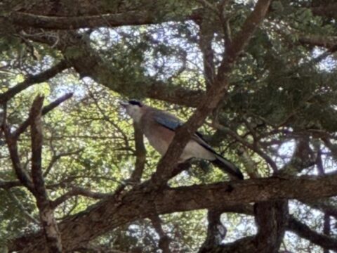 2025年5月のカケス