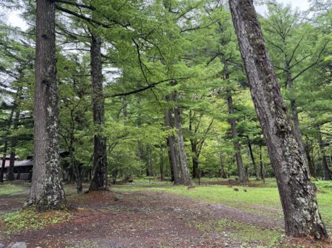 小梨平キャンプ場で見られる模様の木々