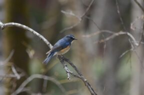 この春、上高地で鳥に会いに行こう！いま見られる野鳥たち