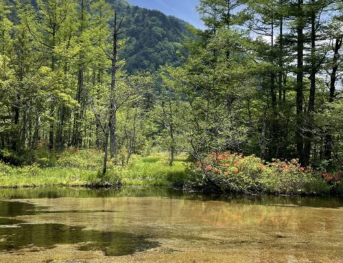 春の次に訪れたい、初夏の上高地｜6月の自然とイベント紹介