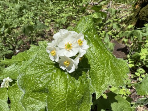 2025年上高地で見られるサンカヨウ