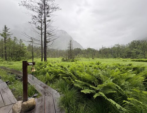 【2025年6月】必見！上高地の梅雨の楽しみ方ガイド！
