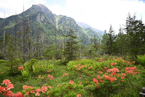 上高地・岳沢湿原のレンゲツツジ