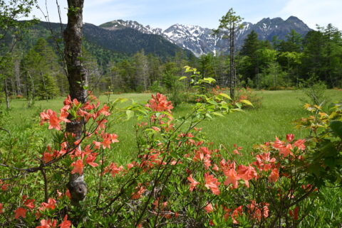 上高地・田代湿原のレンゲツツジと穂高連峰