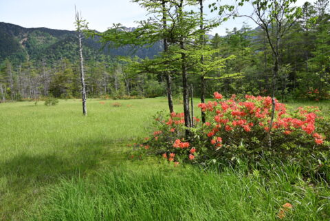上高地・田代湿原のレンゲツツジ
