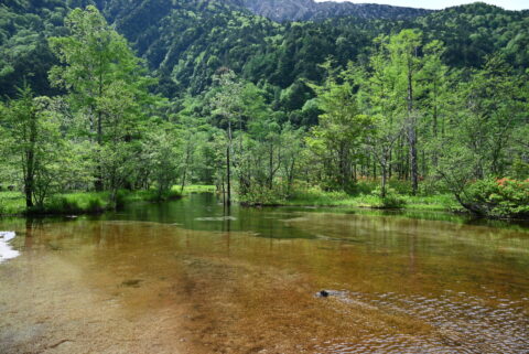 上高地・6月の田代池とレンゲツツジ