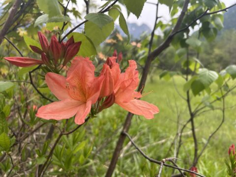 レンゲツツジ（蓮華躑躅）