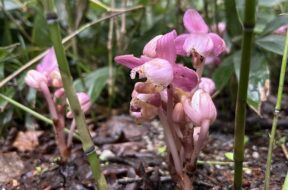 雨の季節にだけ見られる特別な花たち｜上高地・6月の森の魅力