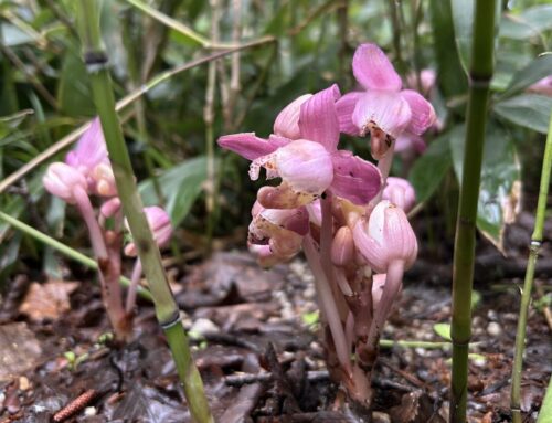 雨の季節にだけ見られる特別な花たち｜上高地・6月の森の魅力