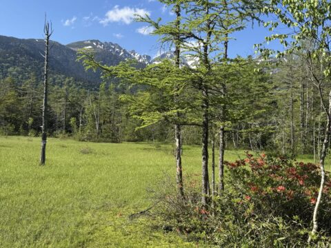 上高地の田代湿原とレンゲツツジ