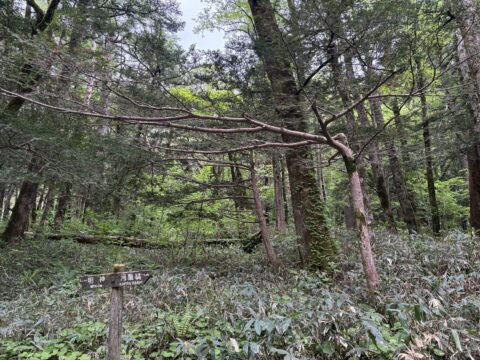 上高地のイチイ