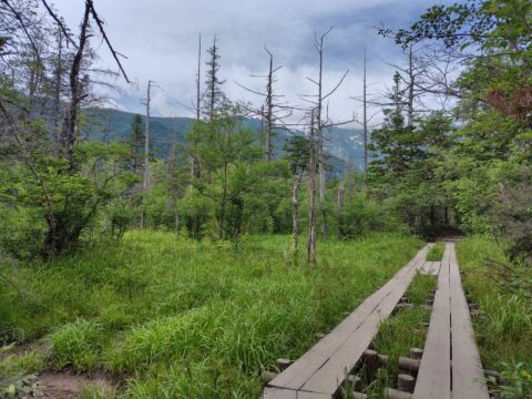 夏の上高地・木道と立ち枯れの湿原