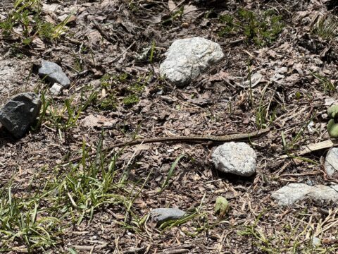 上高地で見られるニホンカナヘビ