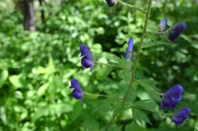 【2025最新】7月・夏を彩る上高地のお花特集