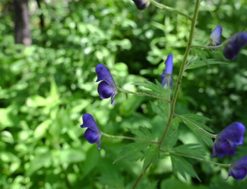 【2025最新】7月・夏を彩る上高地のお花特集