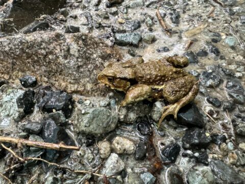 上高地で見られるアズマヒキガエル