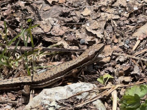 上高地で見られるニホンカナヘビ