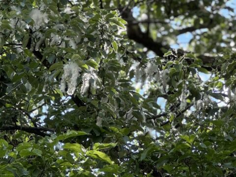 上高地で見られる柳絮