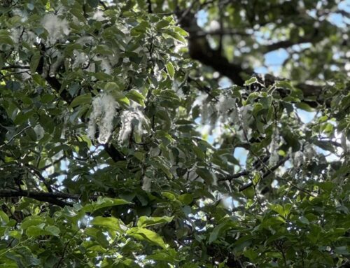 ふわふわ舞う綿毛と“梓川ブルー”｜7月の上高地見どころ&服装ガイド